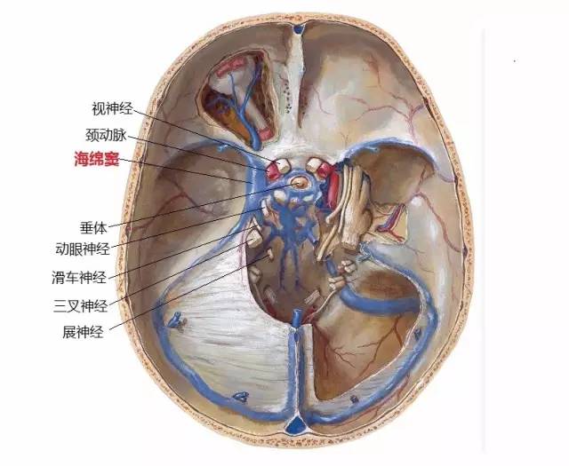 鼻咽癌靶区勾画的相关解剖--海绵窦 鼻咽癌靶区勾画的相关解剖--海绵窦