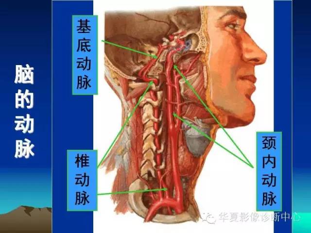 【PPT】脑血管解剖