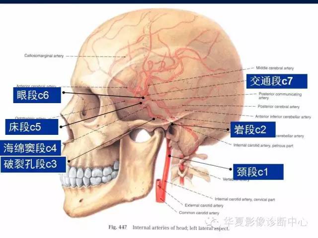 【PPT】脑血管解剖