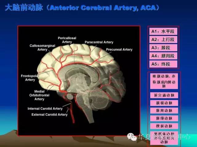 【PPT】脑血管解剖