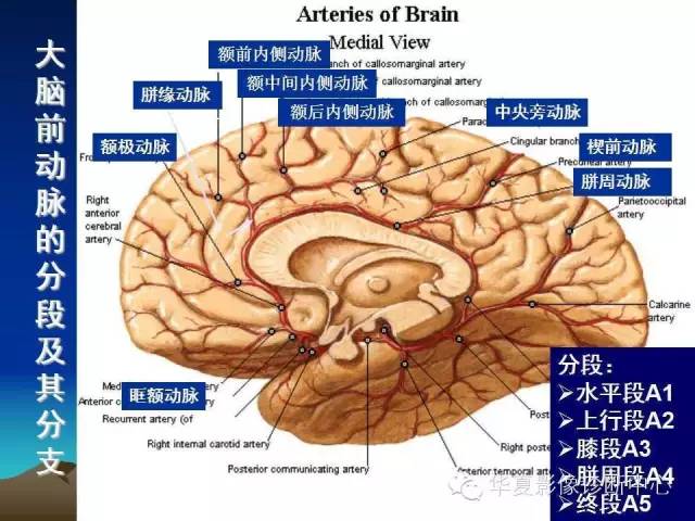 【PPT】脑血管解剖