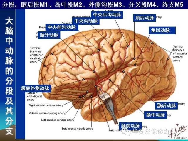 【PPT】脑血管解剖