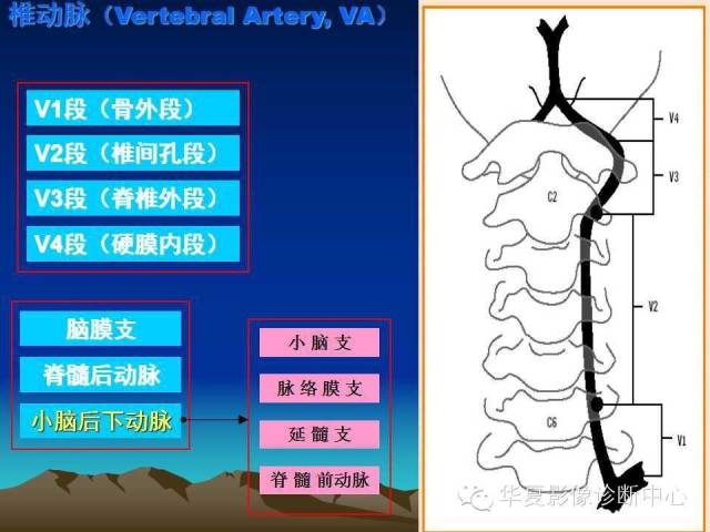 【PPT】脑血管解剖