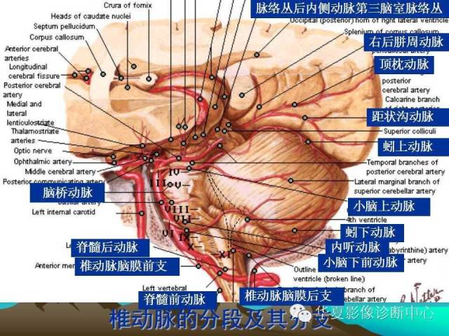 【PPT】脑血管解剖