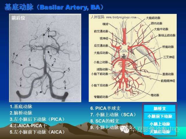 【PPT】脑血管解剖