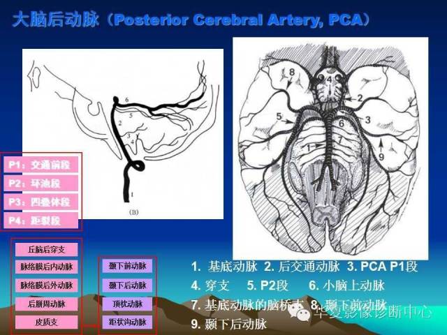 【PPT】脑血管解剖