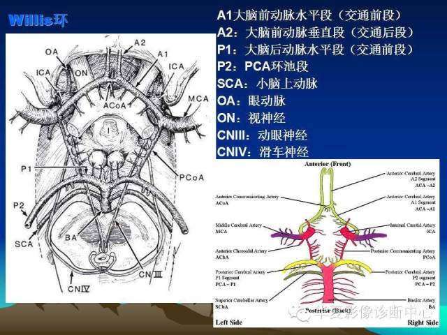 【PPT】脑血管解剖