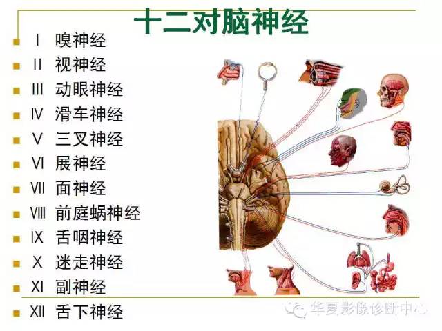 【PPT】脑神经