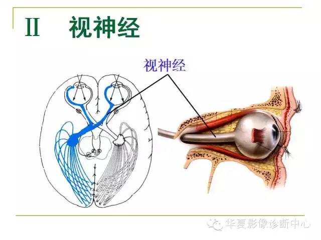 【PPT】脑神经
