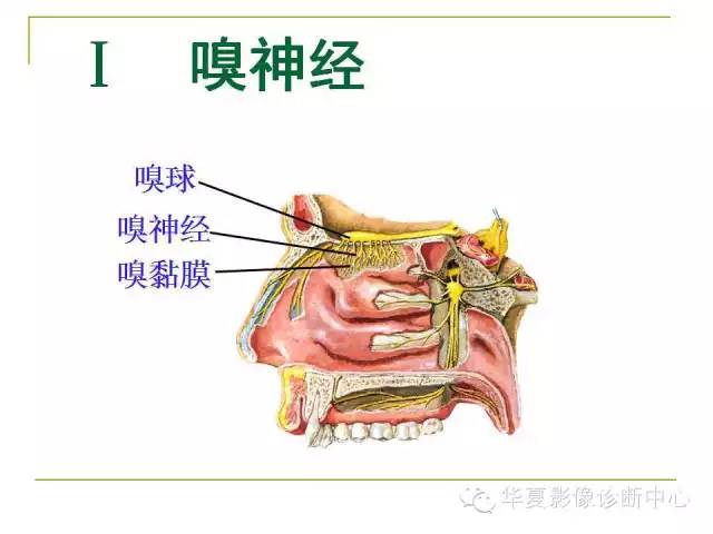 【PPT】脑神经
