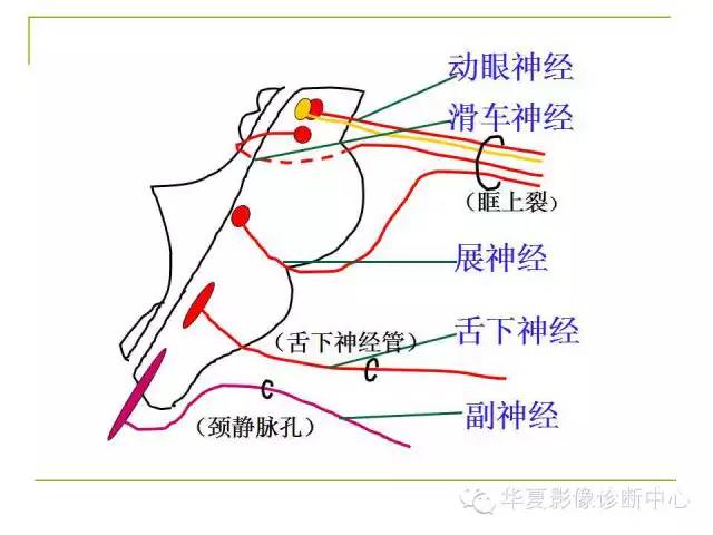 【PPT】脑神经