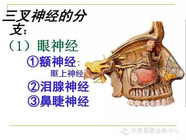 【PPT】脑神经