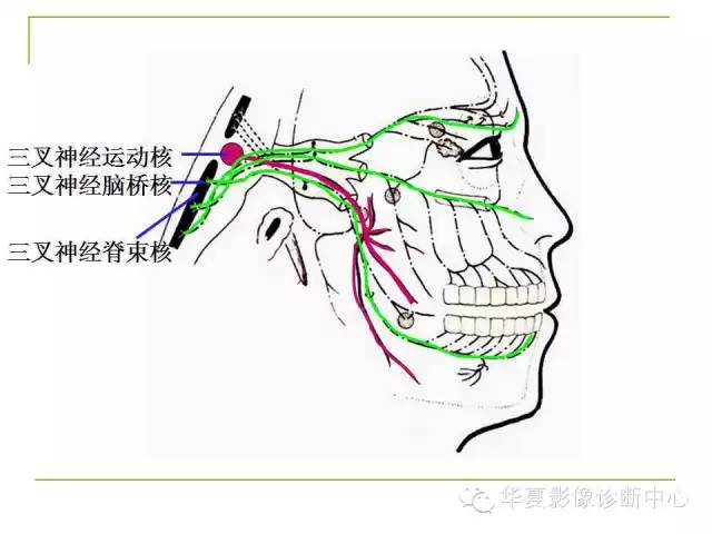 【PPT】脑神经
