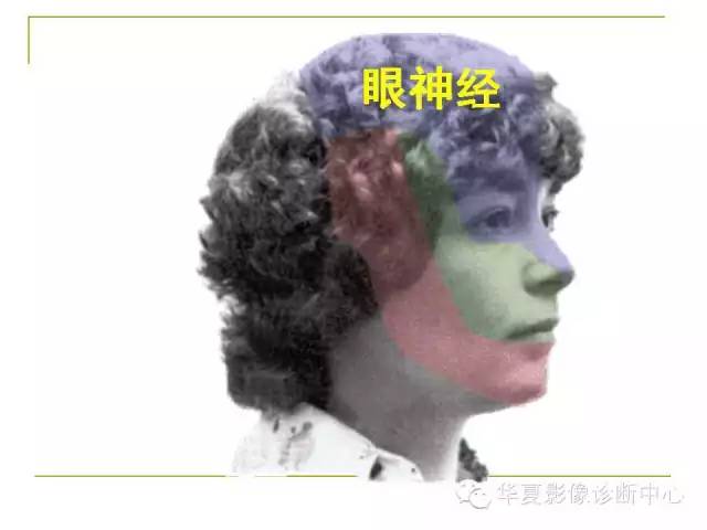 【PPT】脑神经