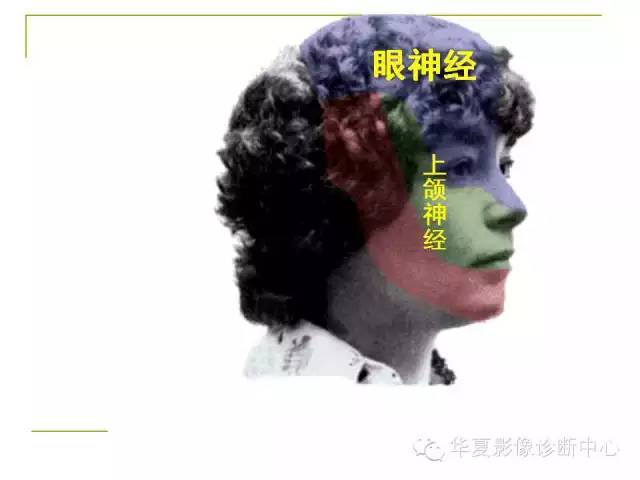 【PPT】脑神经