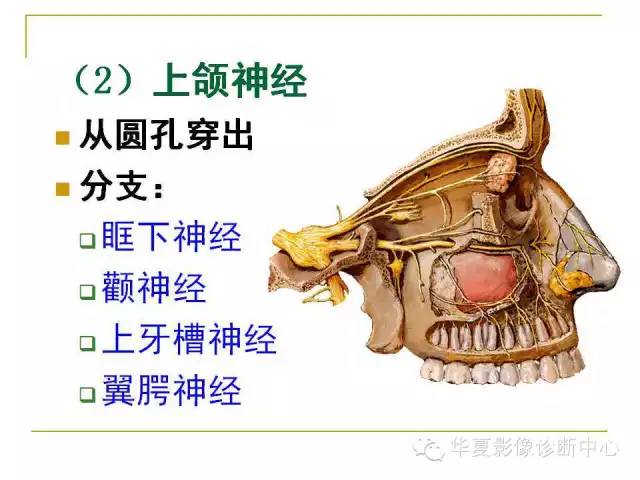 【PPT】脑神经