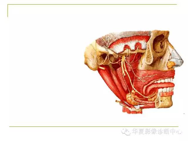 【PPT】脑神经