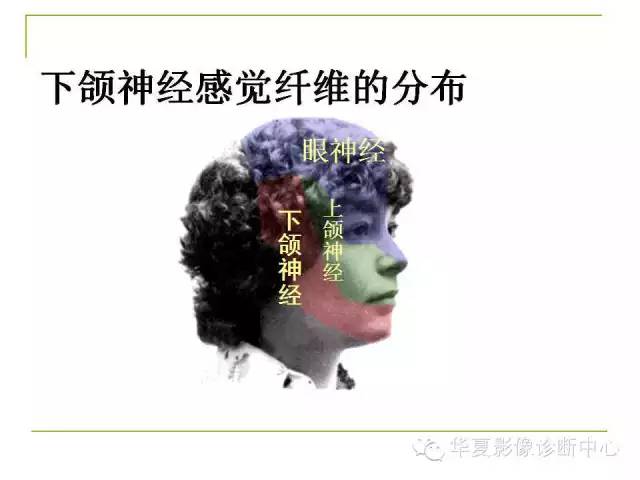 【PPT】脑神经