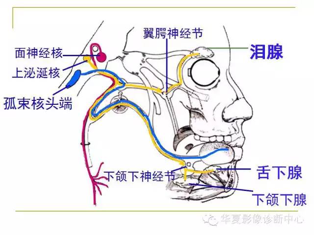 【PPT】脑神经