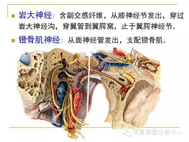 【PPT】脑神经
