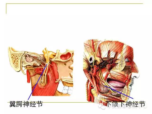 【PPT】脑神经