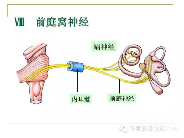 【PPT】脑神经