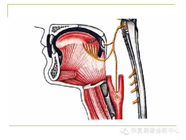 【PPT】脑神经