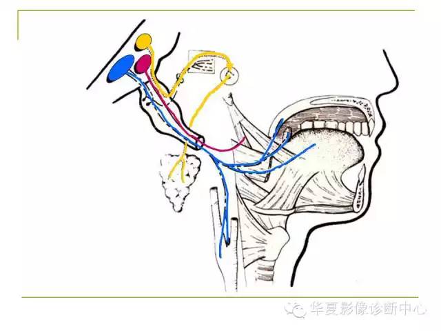 【PPT】脑神经
