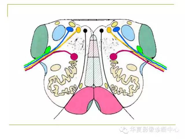 【PPT】脑神经