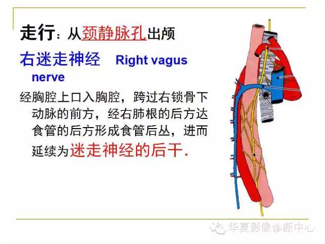 【PPT】脑神经