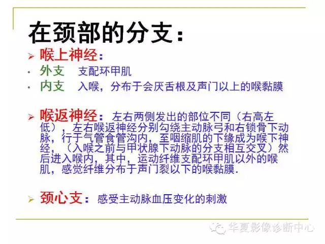 【PPT】脑神经