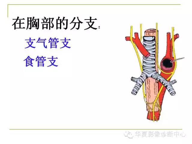 【PPT】脑神经