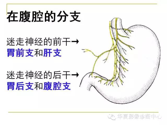 【PPT】脑神经