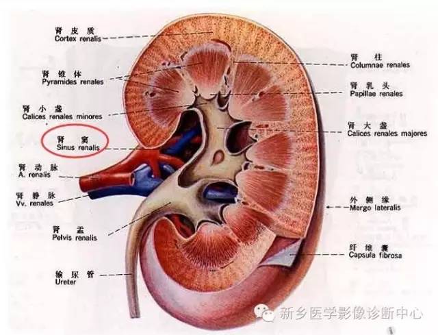 9种肾窦病变，看看看完能掌握几个