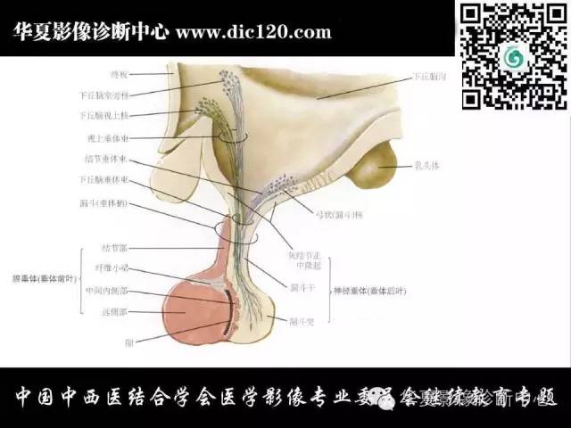 【PPT】鞍内常见病变的诊断