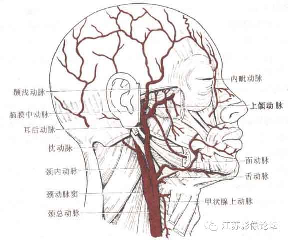 颈内动脉应用解剖 颈内动脉应用解剖