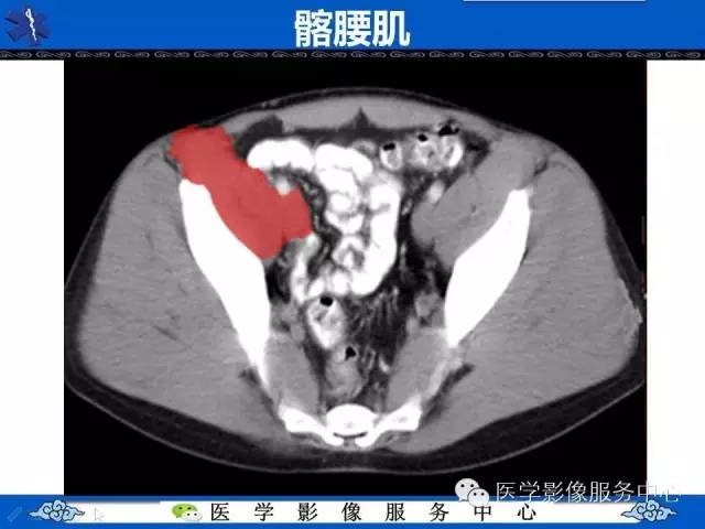 【PPT】盆腔解剖精要