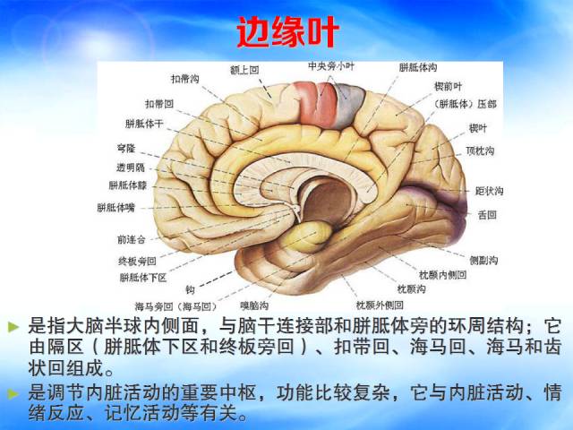 【PPT】扣带回、海马旁回的磁共振DTI成像