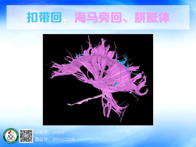 【PPT】扣带回、海马旁回的磁共振DTI成像
