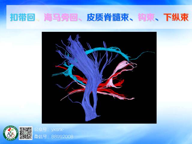 【PPT】扣带回、海马旁回的磁共振DTI成像