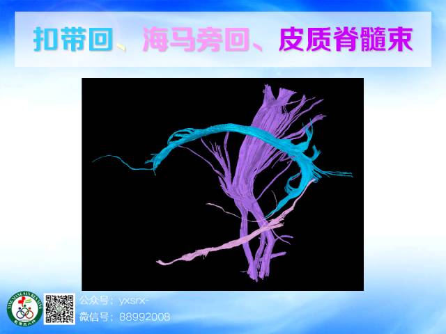 【PPT】扣带回、海马旁回的磁共振DTI成像