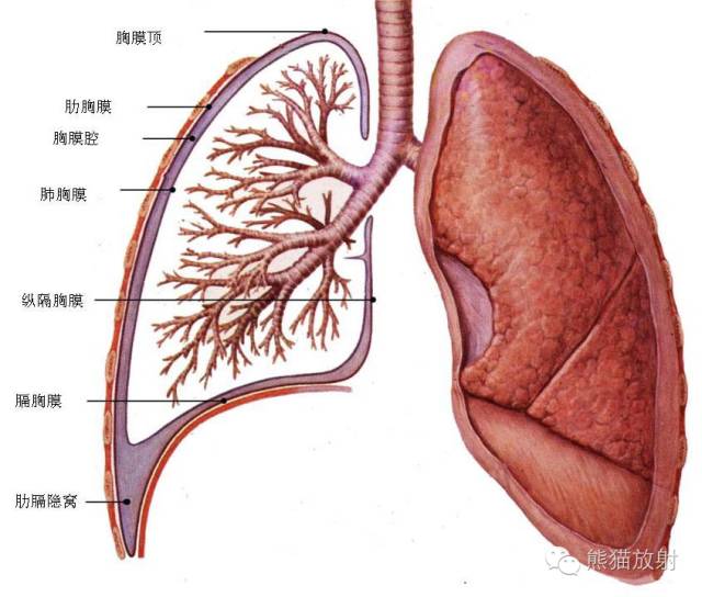 【病例】胸膜炎性肌纤维母细胞瘤1例CT影像表现