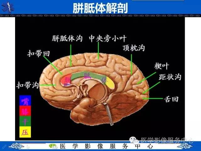 【影像征象】回力标征
