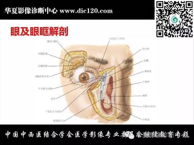 【PPT】眼及眼眶常见病变的影像诊断