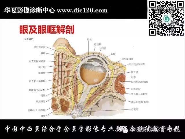【PPT】眼及眼眶常见病变的影像诊断