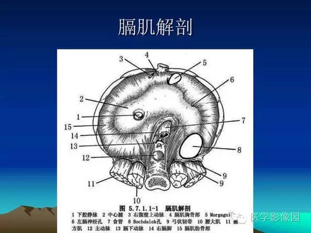 【PPT】膈疝的影像学诊断