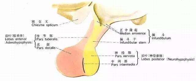 【病例】垂体微腺瘤1例MR影像表现 【病例】垂体微腺瘤1例MR影像表现