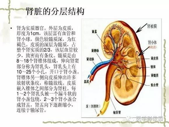 【PPT】肾癌的影像学表现
