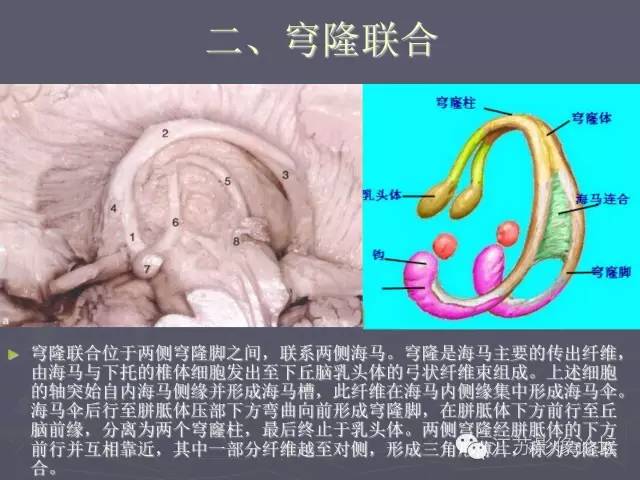 【PPT】磁共振DTI成像—联络纤维