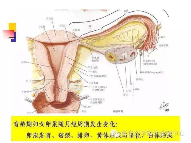【PPT】卵巢的解剖和疾病诊断思路
